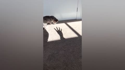 New Funny Videos 2022