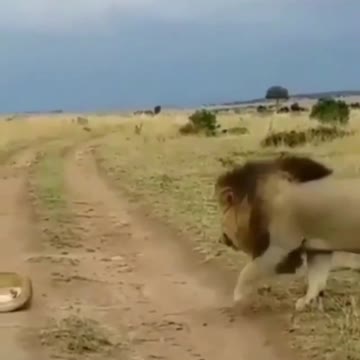 He scared his wife🦁🦁🦁