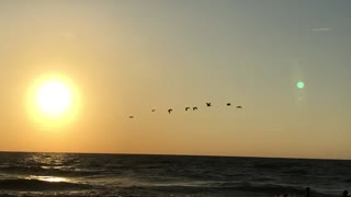 Birds in Flight