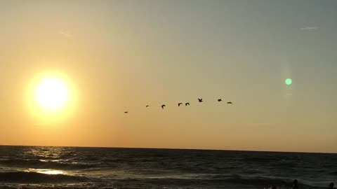 Birds in Flight