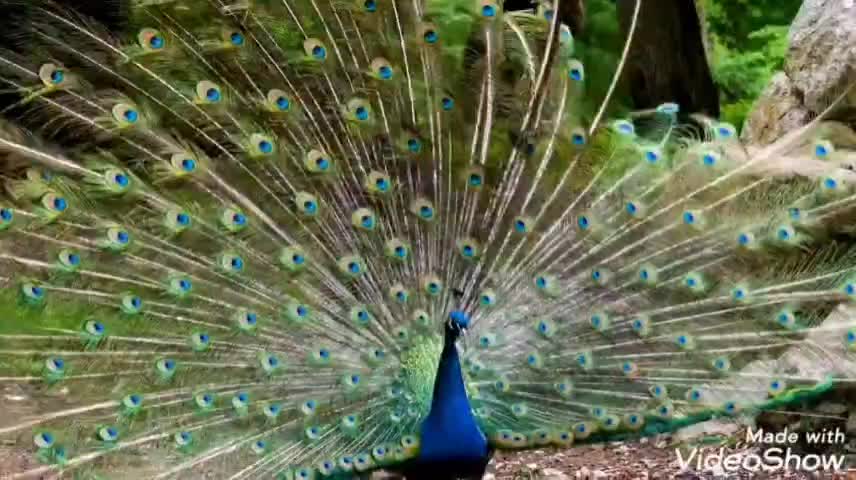 Beautiful Peacock Dance In Sri Lanka | Nature Video Music and Sund Ifect Use Headphones