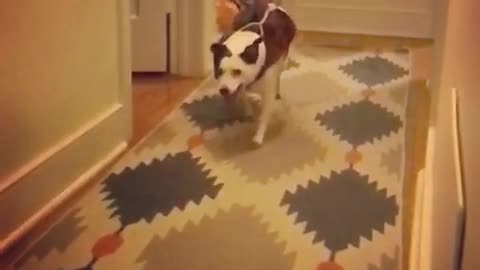 Dog runs with toy cowboy on his back