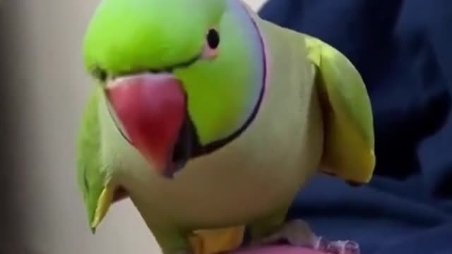 Talkative parrot looking very cute