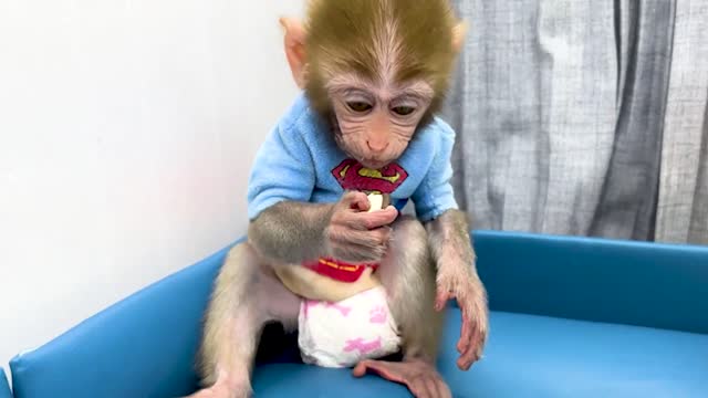 Baby Monkey Bon Bon cleans the house and plays with his friends