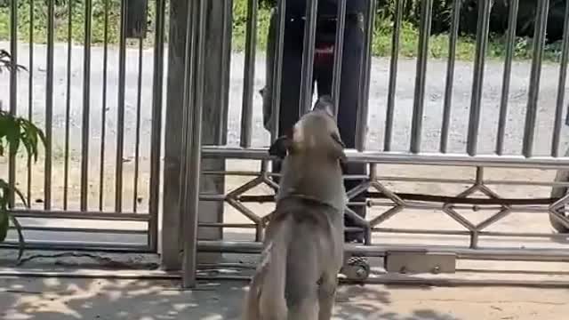 Doggy Loves Getting the Mail for Owners