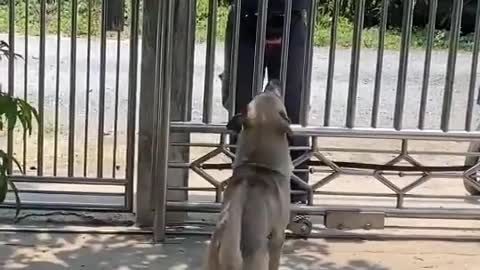 Doggy Loves Getting the Mail for Owners