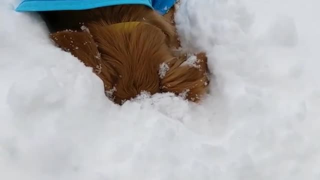 Rare snowy pupper