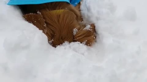 Rare snowy pupper