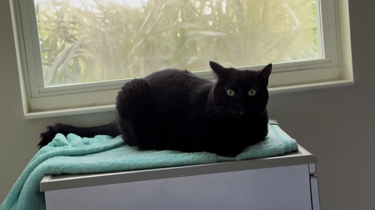 Cute Precious Piper Holds Down Her Spa Flooring - Adopting a Cat from a Shelter Vlog