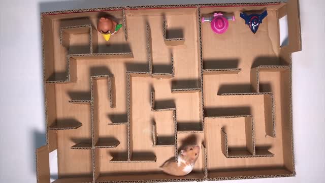 How to make a hamster maze: Easy