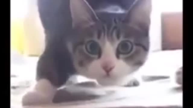 super cat