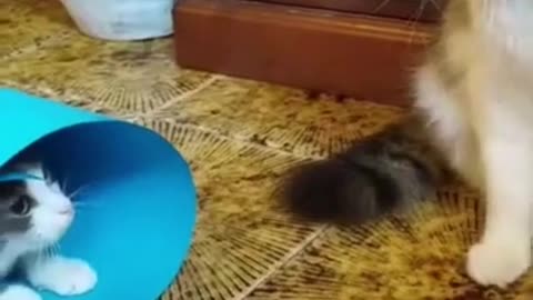 Cute Cats Playing😀😀Funny Cats Video
