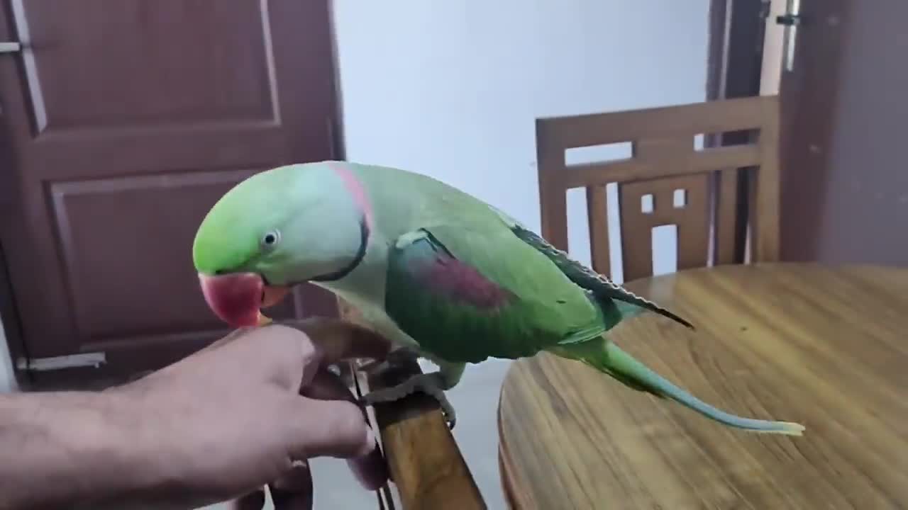 Pablo Mummy ka Cute Baccha hai aur Talking me iss Parrot ka koi jawab Nhip12