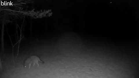 Coyote at Night