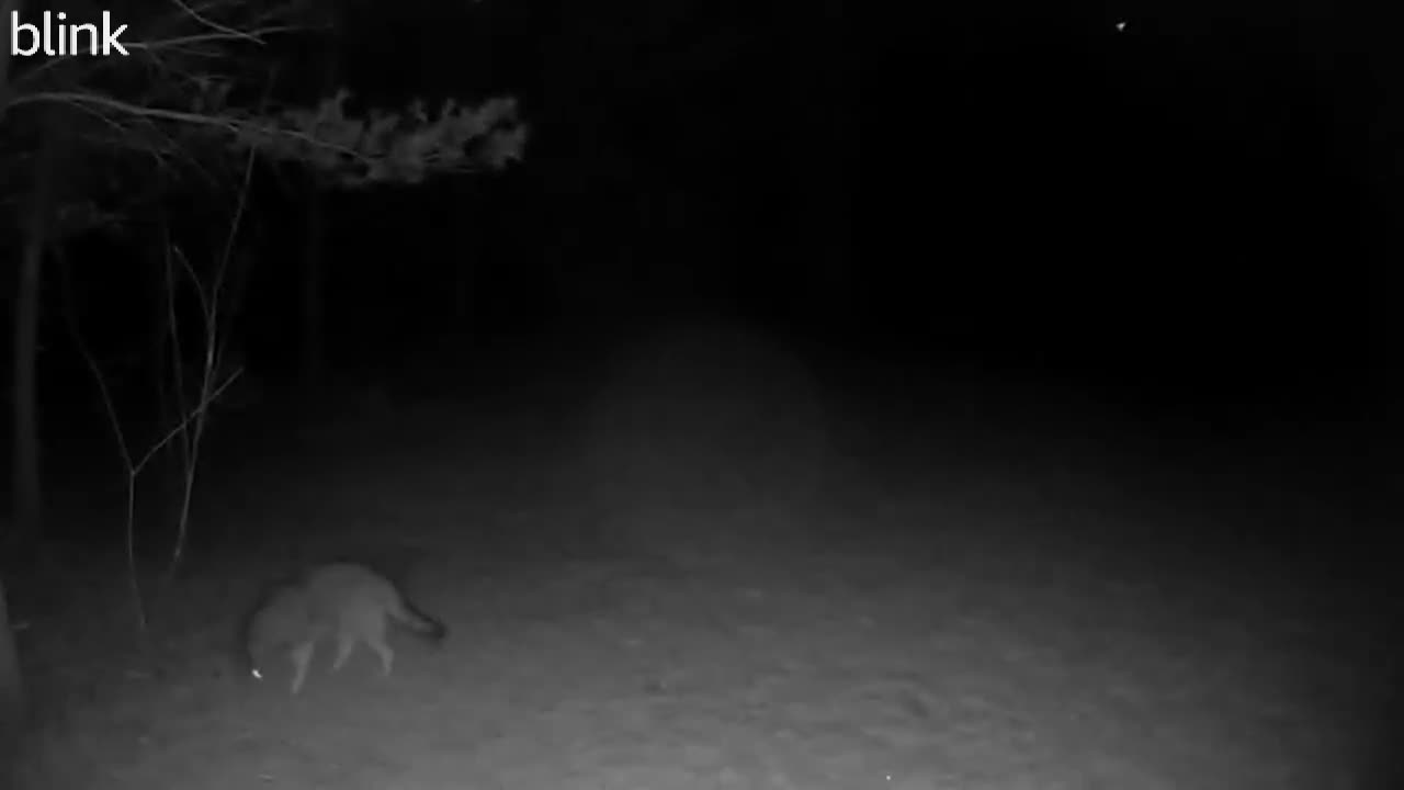 Coyote at Night