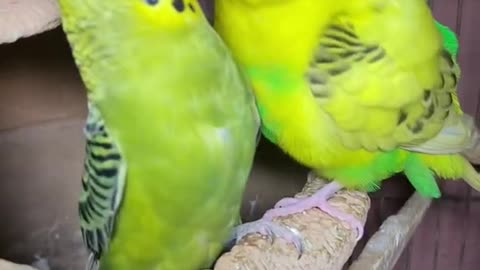 beautiful bird video