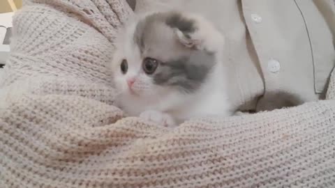 videos of cute and cool kittens