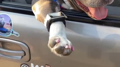 dog walking with owner in car human length