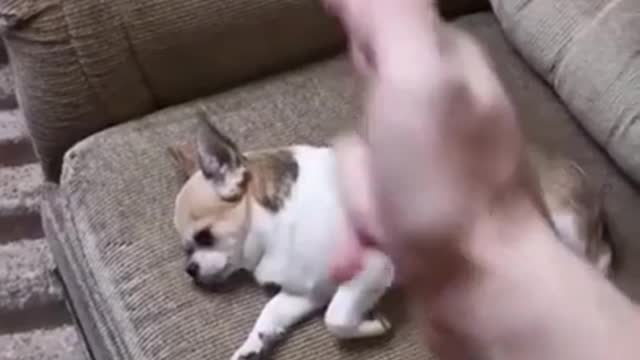 Top funny cute dog comedy