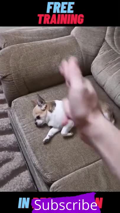 Top funny cute dog comedy