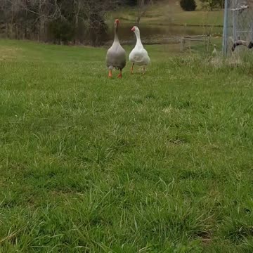 Gansos gritan de emoción al regreso de su dueña