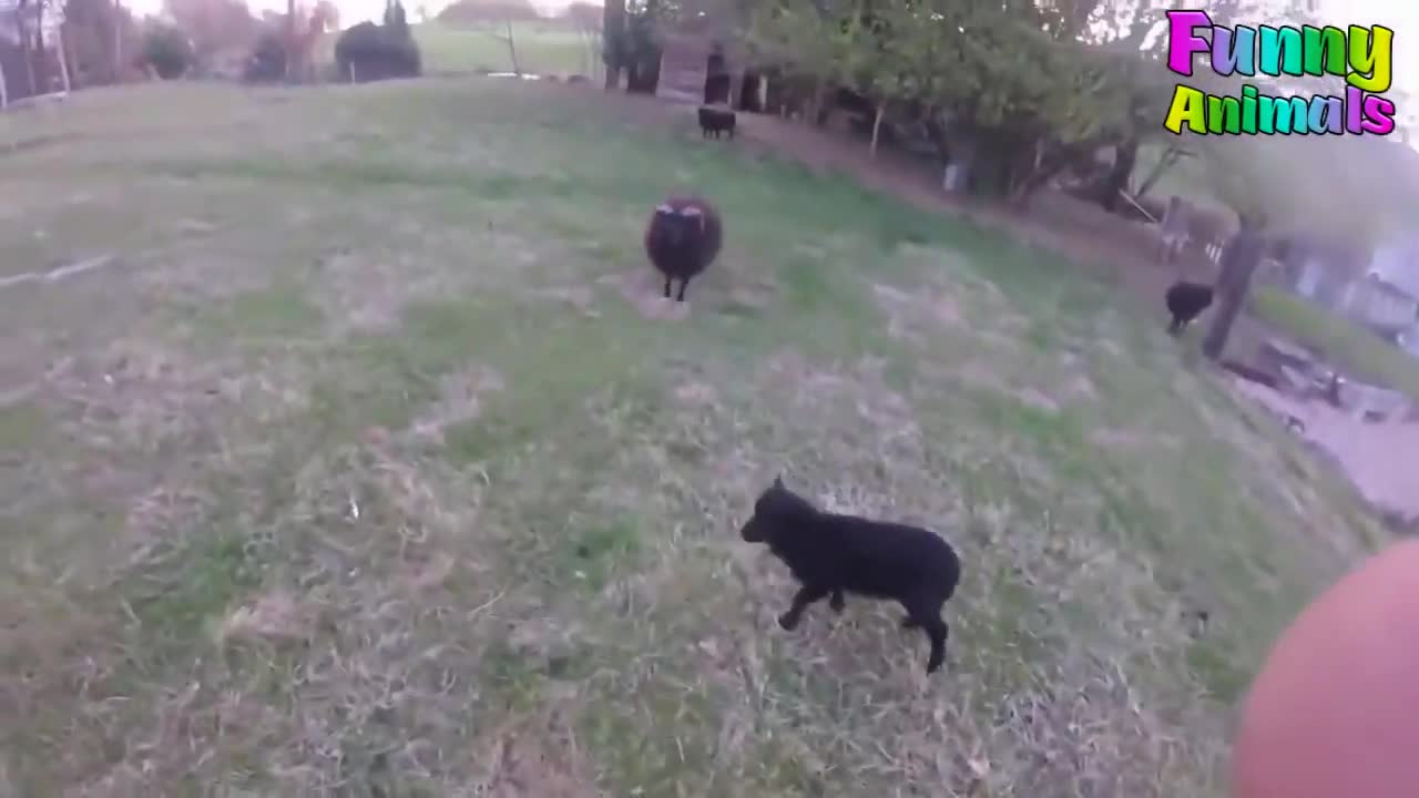 Angry goats attacking people caught on camera