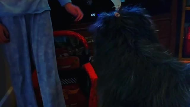 Little girls put blue hairband with treat on dog