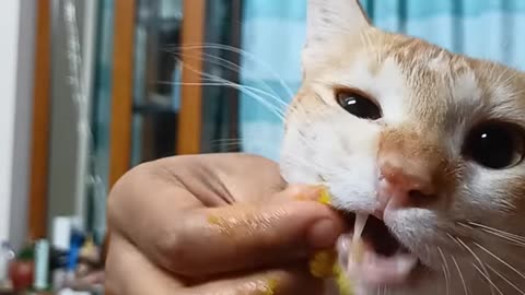 Cats that Love eating natural vegetables and like pumpkins!