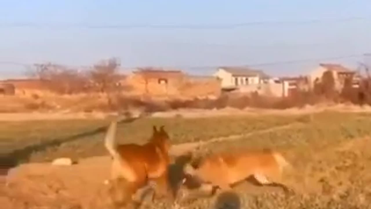 funny animal videos