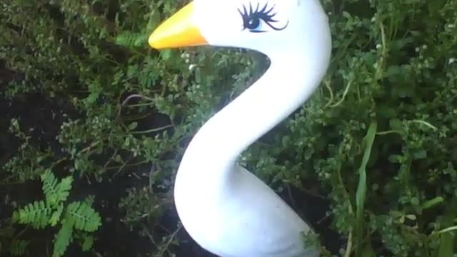 Linda estátua de um cisne branco na floricultura, muito lindo! [Nature & Animals]