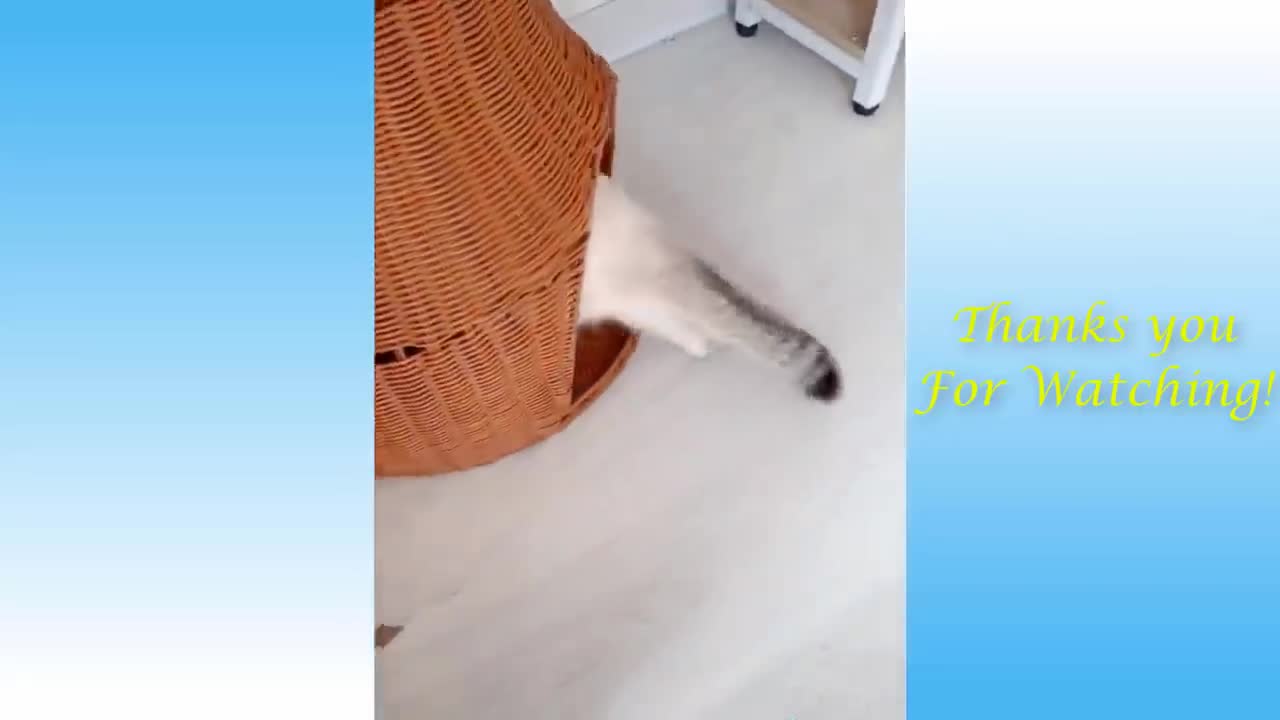Charming Pets And Funny Animals Compilation #148 💗 world of pets
