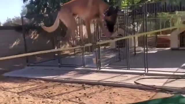 This dog is an acrobat, believed to be in the circus or in the army