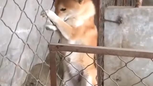 The puppy will be with you