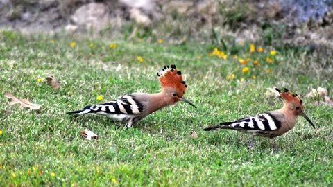 Interesting facts about Hoopoe