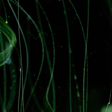 Nature Video Clips # - 23