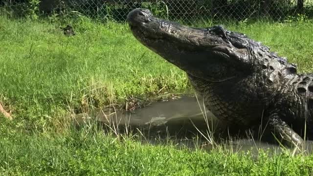 Brave Girl Feeds Giant Gator Knee Deep In Pond Water