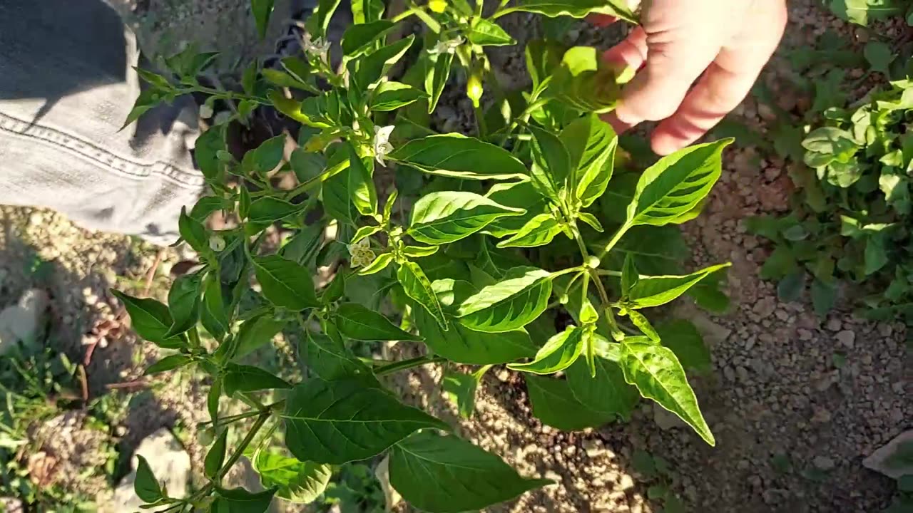 VC Garden - First Frost Prep and More Pepp! (10/13/23)