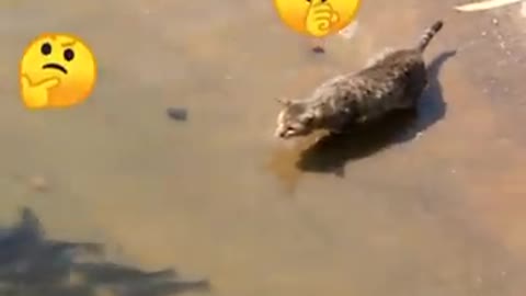 FISH 🐠 VS CAT 🐱