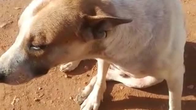 Dog and shoe