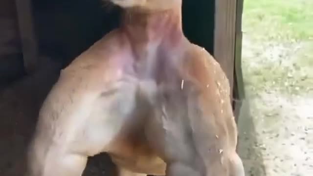 Man meet muscular kangaroo