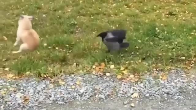 Funny animal video, Funny dog video, funniest crow