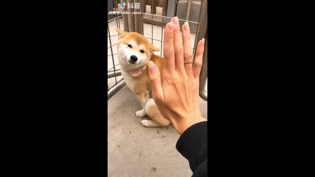 Funny TikTok dogs