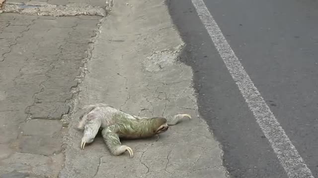 Three-toed sloth crossing the road in Costa Rica