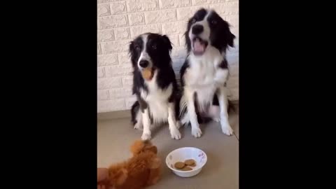 New Funny Animals 😂 Funniest Cats and Dogs Videos 😺🐶