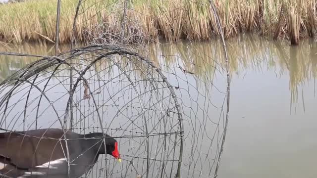 Amazing Bird common moorhen Trap