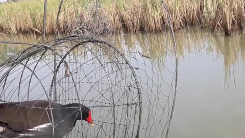 Amazing Bird common moorhen Trap