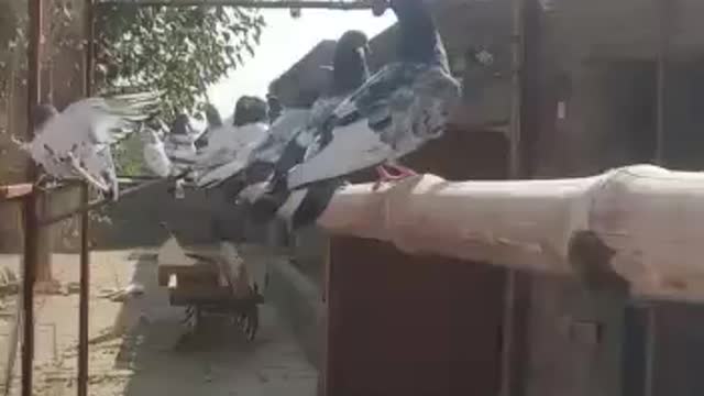 Pakistani high flyer pegion