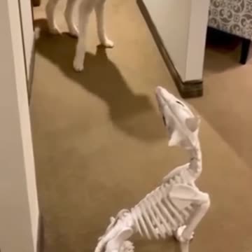 Funny dog reactions video