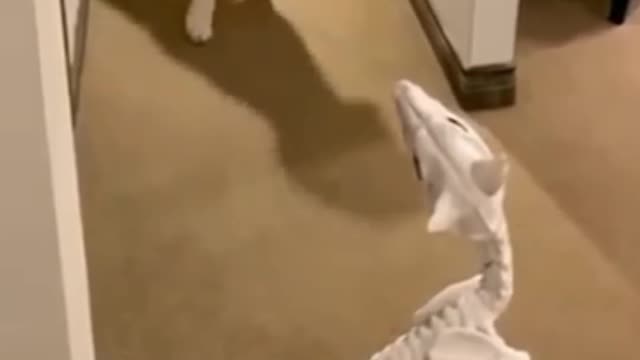 Funny dog reactions video