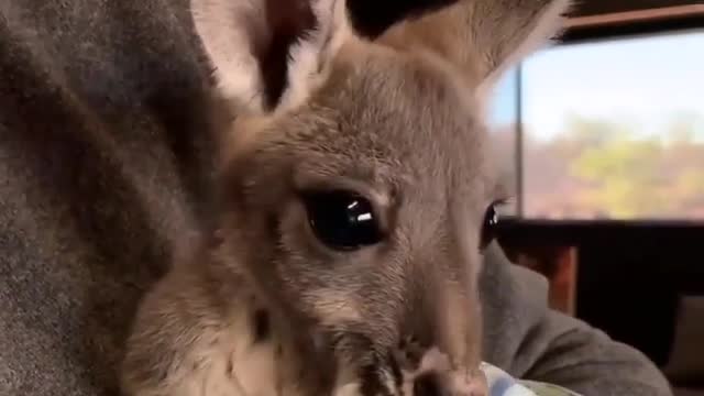 How cute is this baby kangaroo